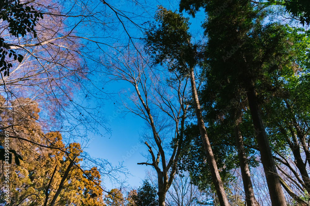 Obraz premium 青空