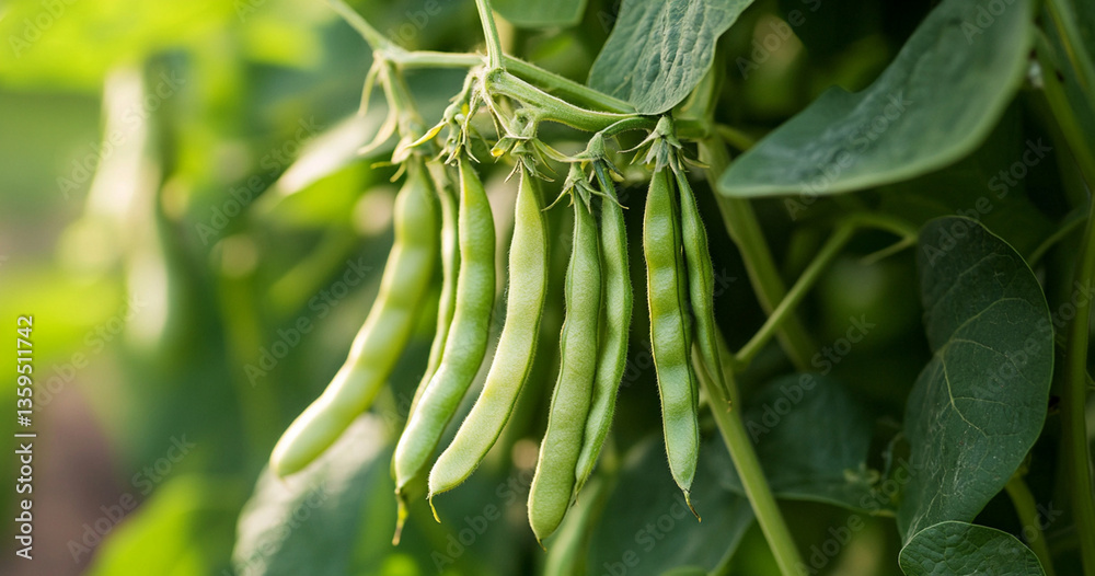 fresh green beans fresh green beans
