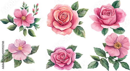 set red rose, beautiful flower on an isolated white background, watercolor vector illustration,	
