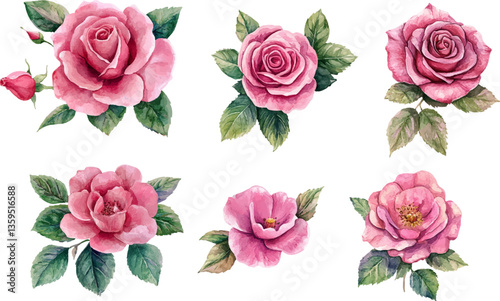 set of roses vector illustration
