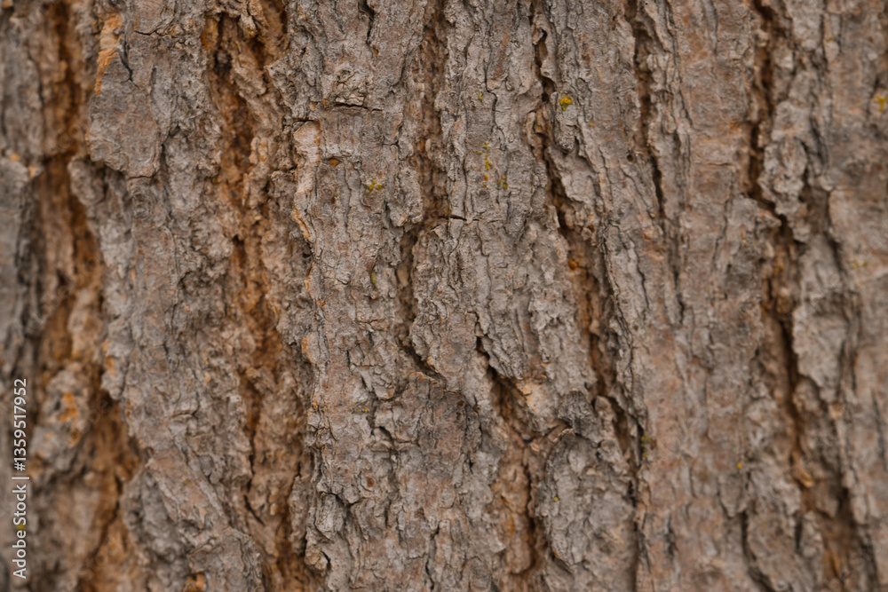 Texture of tree bark as background, closeup Texture of tree bark as background, closeup
