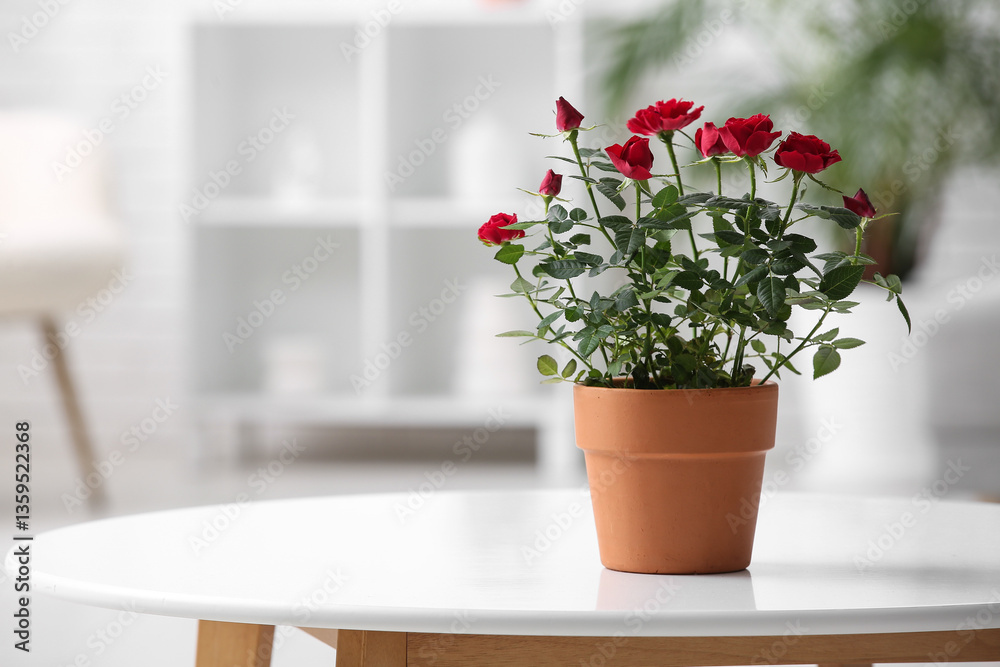 Obraz premium Beautiful red rose in pot on round coffee table in living room. Closeup