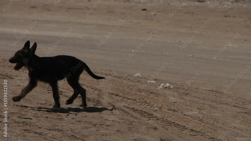 Tramp mexican dog puppy in slow motion crossing the road Tramp mexican dog puppy in slow motion crossing the road