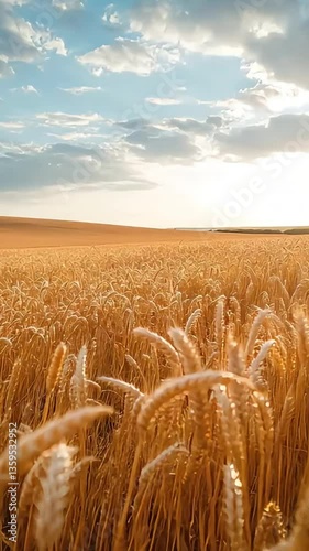 A wide shot of a golden wheat field swaying in the wind