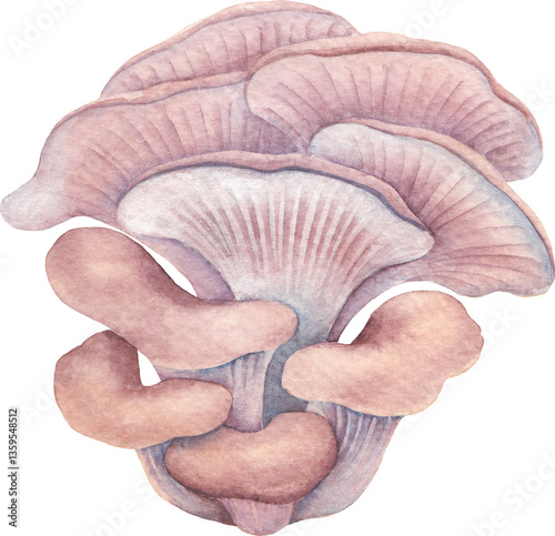 Realistic watercolor Oyster mushroom isolated on a white background