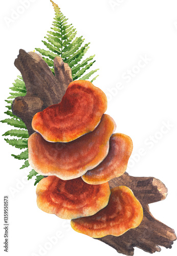 Realistic watercolor Reishi mushrooms grows from a log and decorated with fern leaves.