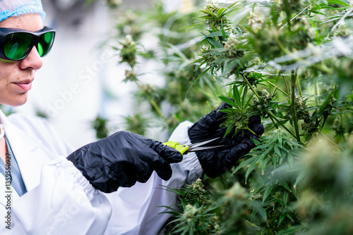 A skilled worker carefully trims cannabis buds, highlighting agricultural practices for medical use.