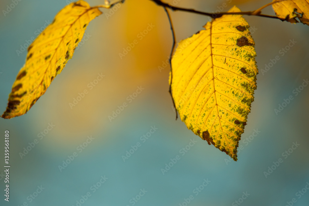 Close-Up of Yellow Autumn Leaf Against Soft Blue Backdrop