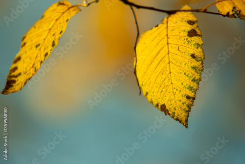 Obraz na płótnie Close-Up of Yellow Autumn Leaf Against Soft Blue Backdrop w salonie