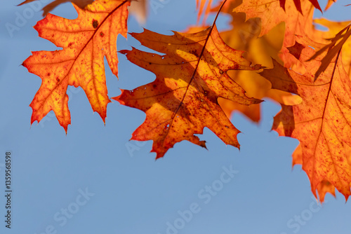 Vibrant Autumn Leaves Against a Clear Blue Sky