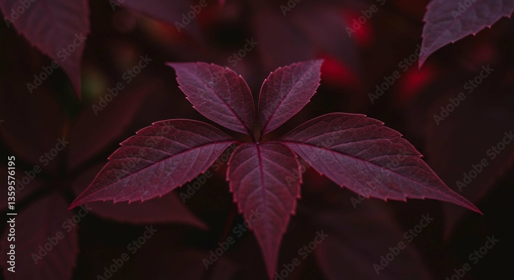 Deep Maroon Autumn Leaf Close up Vibrant Fall Foliage Nature Photography Deep Maroon Autumn Leaf Close up Vibrant Fall Foliage Nature Photography