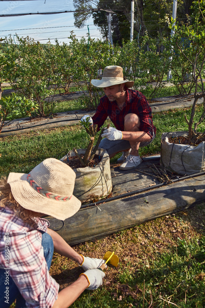 Man and woman working in a family blueberry organic farm.