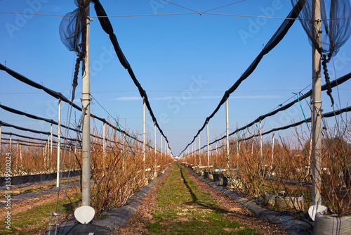 Obraz na płótnie Blueberries organic farm with hail protective netting. w salonie