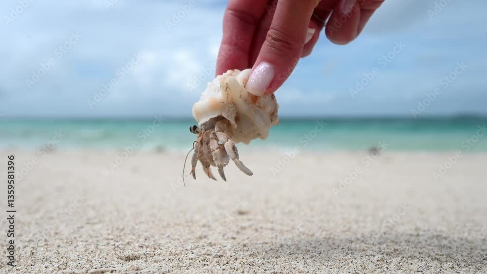 The girl with the nice manicure is holding a hermit crab in her hand, which is trying to find a way to escape.Close-up of a woman's hand holding a hermit crayfish in her hand.Wild sea world of animals
