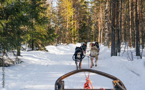 Photography A team of sled dogs pulling a sleigh through a snow-covered forest in Lapland, Finland