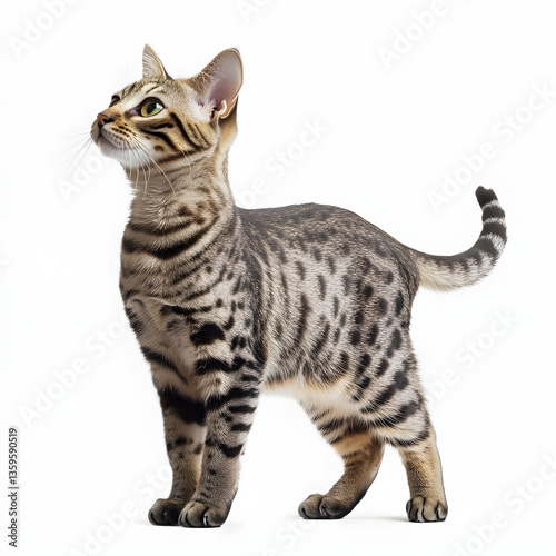 bengal cat on white background