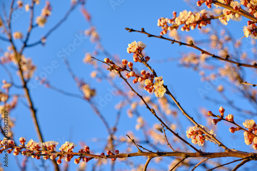 Close-Up of Apricot Blossoms in Sunlight