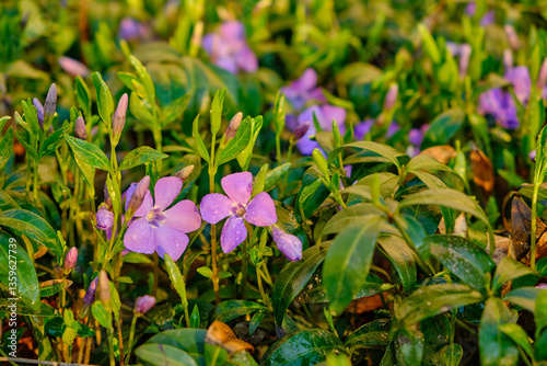 Obraz na płótnie Blooming Periwinkle in a Garden w salonie