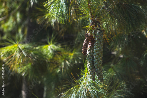 Cones on the branches of a coniferous tree