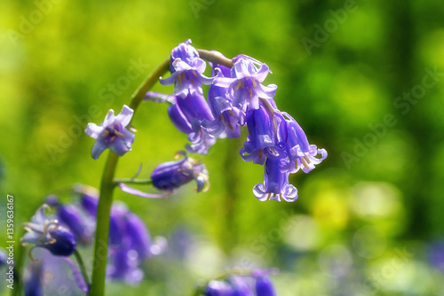 Blossoming lovely spring violet-blue flowers – common bluebells or hyacinthoides non-scripta, macro image. Hallerbos forest, Halle, Belgium, outdoor botanical background, beauty of nature