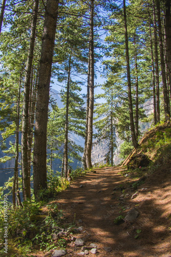 Fototapeta premium Trail in the coniferous forest in the Himalayan mountains in the Manang district, Nepal.