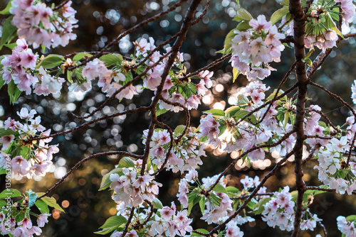 桜と玉ボケ