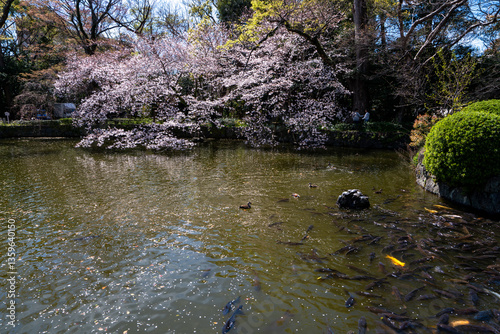 三嶋大社 桜と池