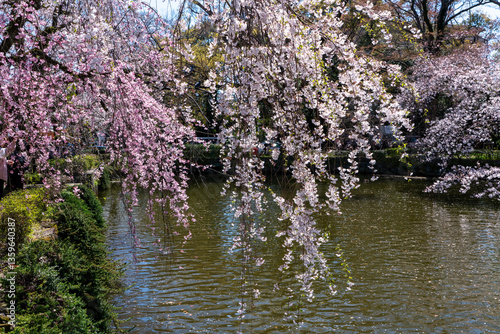 三嶋大社の枝垂れ桜と池