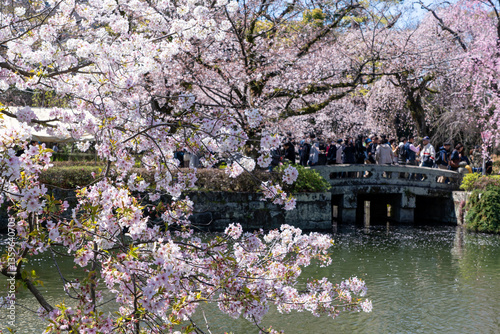 三嶋大社の桜と池