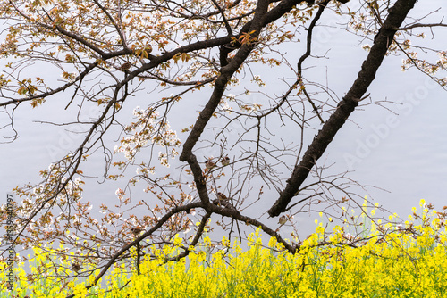 千鳥ヶ淵のお堀にの桜とスズメ