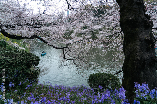 千鳥ヶ淵 お堀の桜