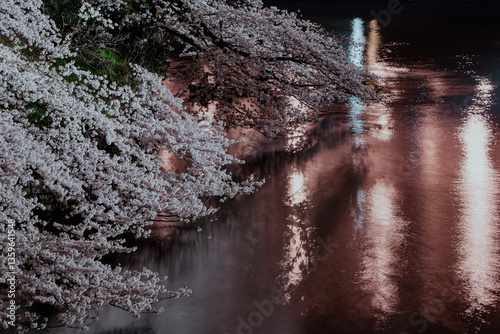 千鳥ヶ淵の桜