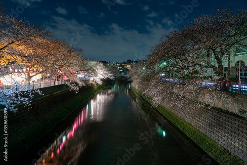 大岡川の夜桜