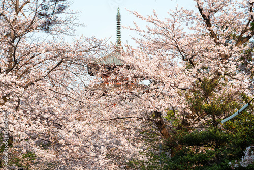五重塔と桜の木々