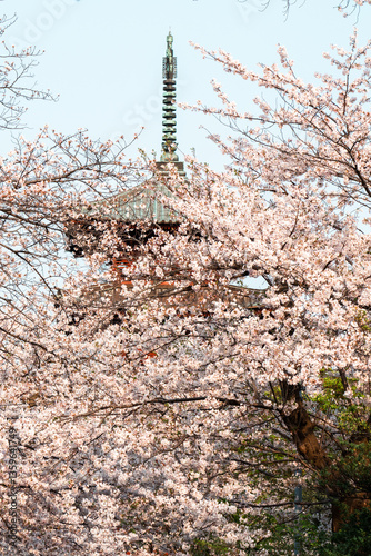桜と五重塔