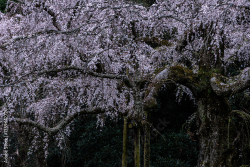 長興山紹太寺の枝垂れ桜