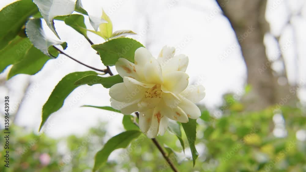 A vibrant camellia in full bloom with soft petals and rich details. Captured in 4K slow motion, this shot showcases the elegance of nature and botanical beauty. A vibrant camellia in full bloom with soft petals and rich details. Captured in 4K slow motion, this shot showcases the elegance of nature and botanical beauty.