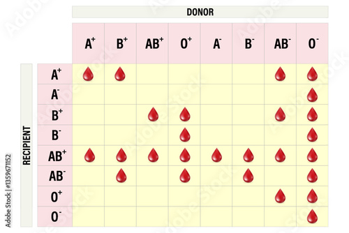 ABO Blood Compatibility Chart. Blood types, A,B, AB and O groups. Combinations of the type A and type B antigens. ABO blood groups.