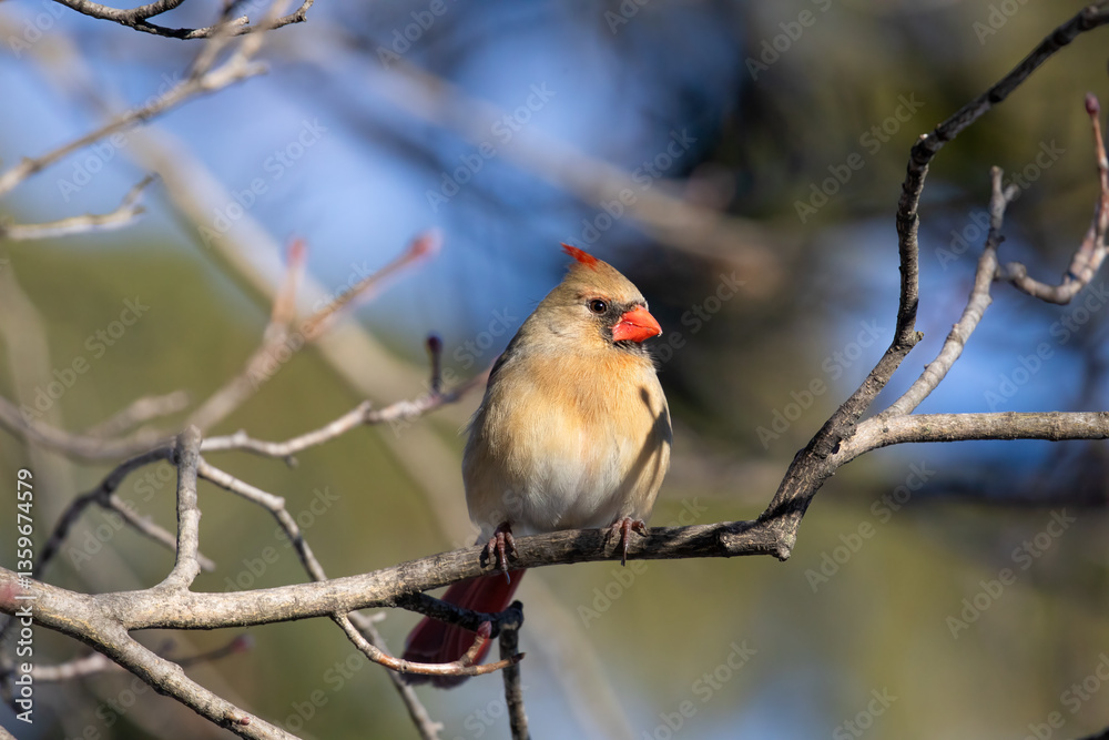 Cardinal Cardinal