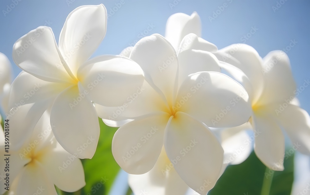Obraz premium Closeup White Plumeria Flowers Sunlight Bloom