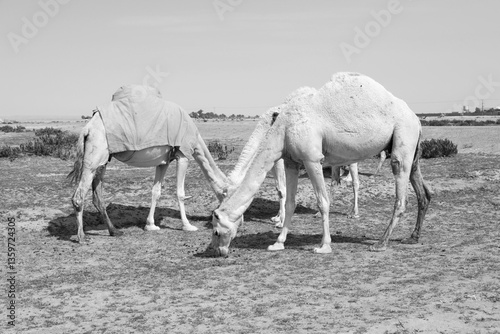 Several camels stand on a sandy meadow in Saudi Arabia and eat grass
