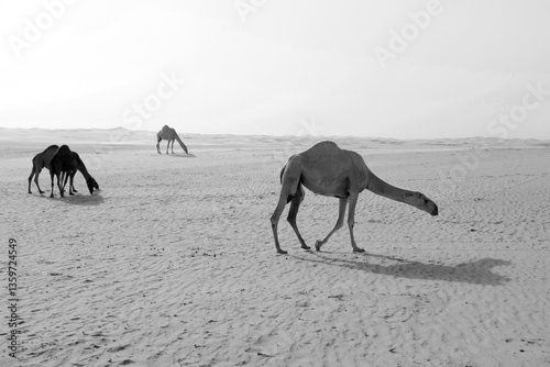 Three camels are looking for food in the desert of Saudi Arabia