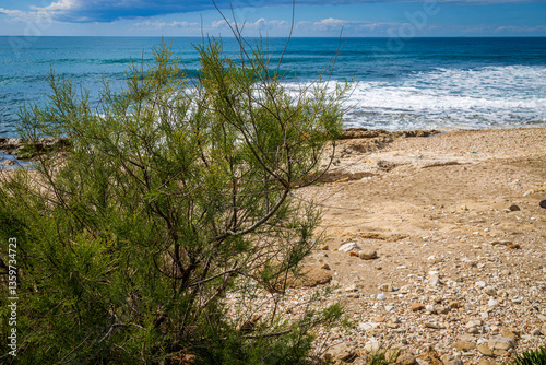 Tamarix africana, also known as the African tamarisk, on the shores of the Mediterranean Sea in spring. Flora of Israel.