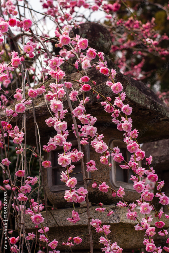 Fototapeta premium Ume plum blossom in Japanese temple garden
