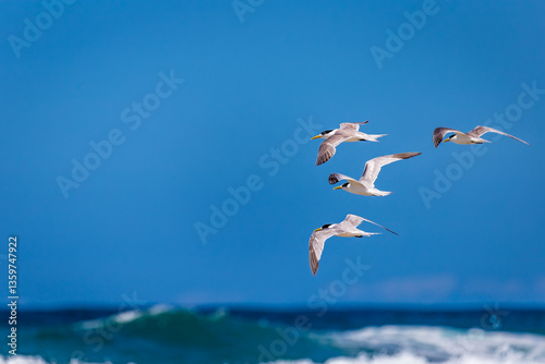 Foto Crested Terns Flying above Ocean, New South Wales, Australia.