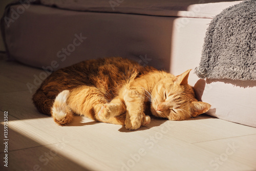 A domestic ginger cat is basking in the sun, lying on the floor. The cat is sleeping sweetly on the floor, illuminated by the sun rays