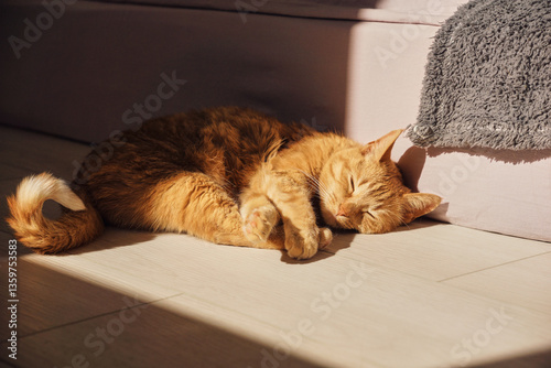 A domestic ginger cat is basking in the sun, lying on the floor. The cat is sleeping sweetly on the floor, illuminated by the sun rays