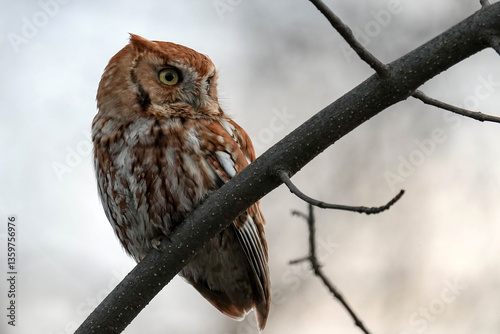 Photos Rufous Red-morph Eastern Screech Owl - Colorado