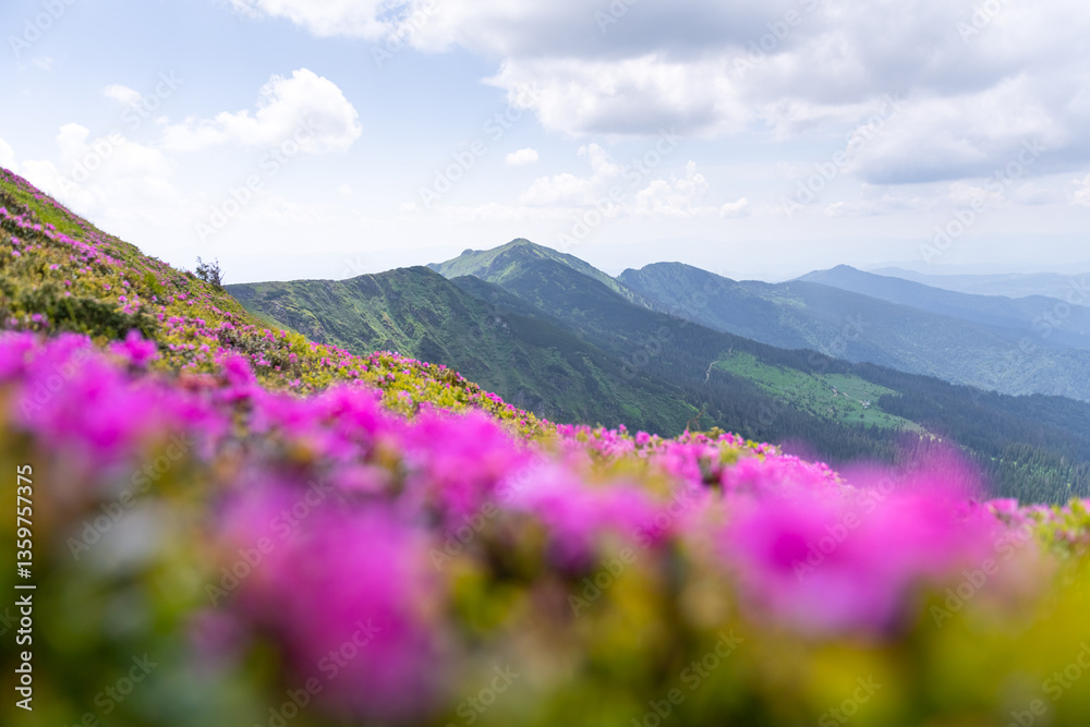 Obraz premium Scenic Carpathian mountain landscape with lush pink rhododendrons in the foreground. Spring mountains