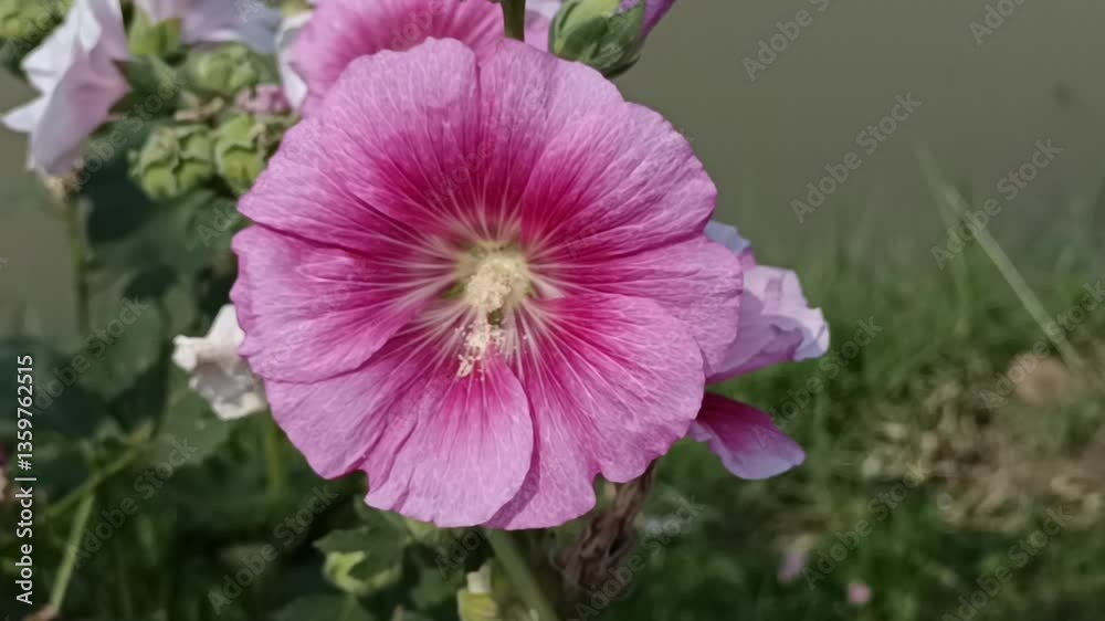 Beautiful botanical images, nature wallpapers Beautiful botanical images, nature wallpapers